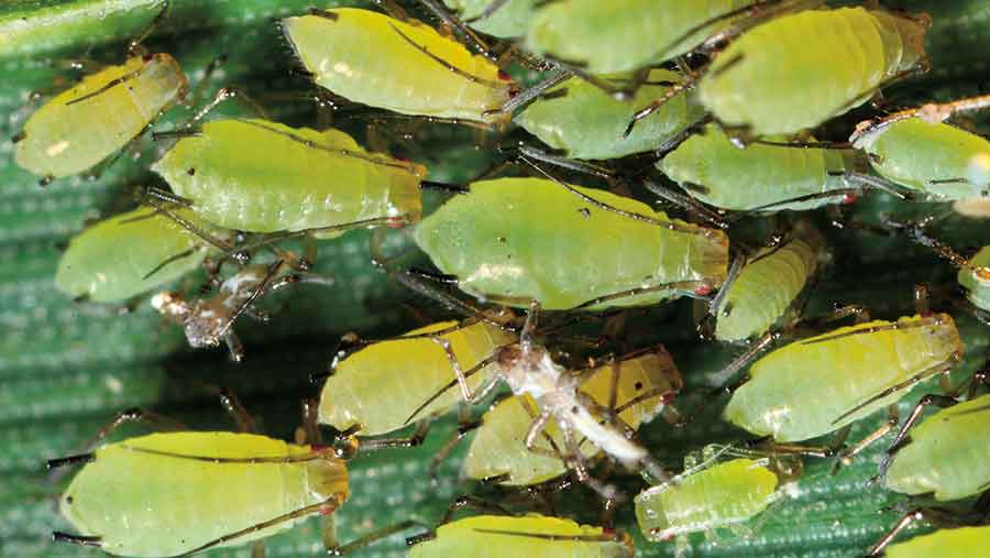 Grain aphid colony