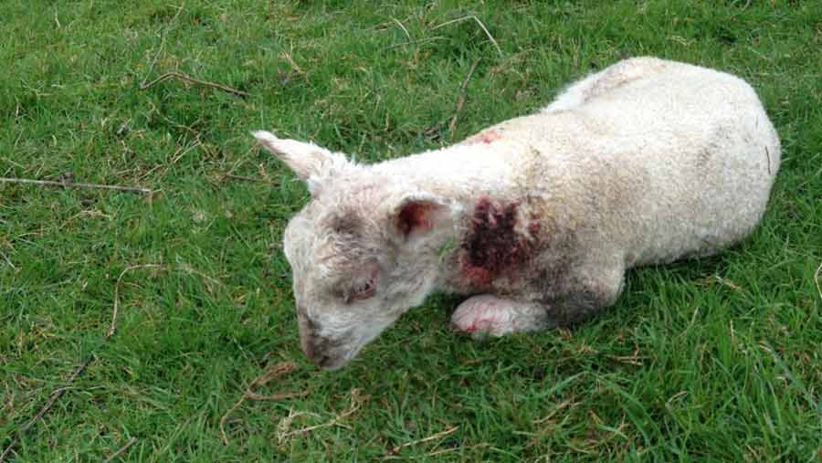 mutilated lamb