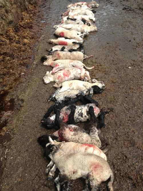 Mutilated lambs