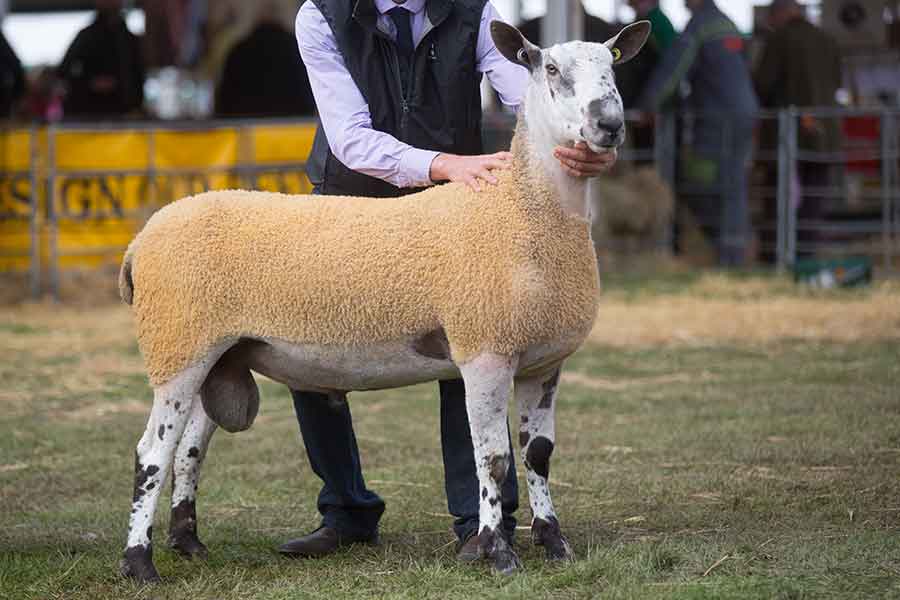 Hamildean-tup-at-£10,000