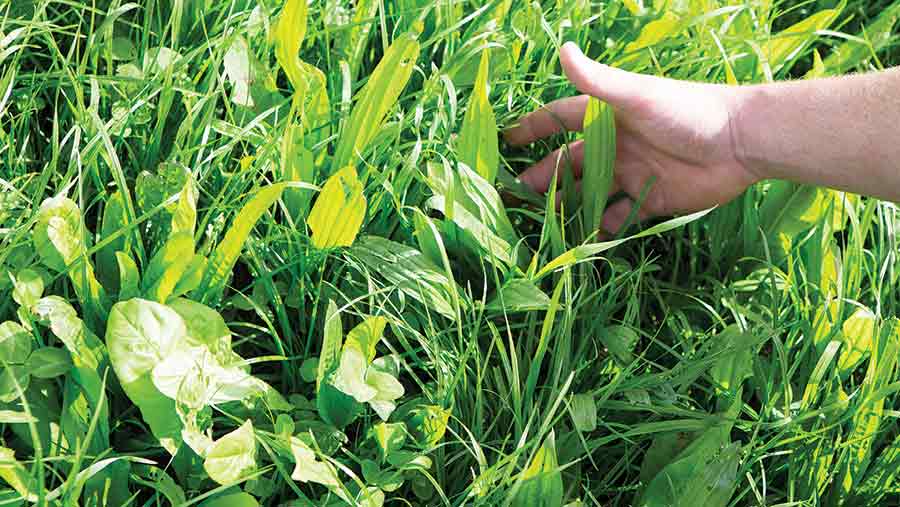 Hand in grass