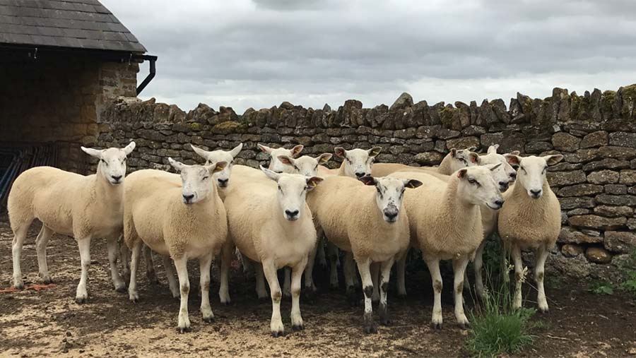 Texel-cross shearlings are sold at Thame 