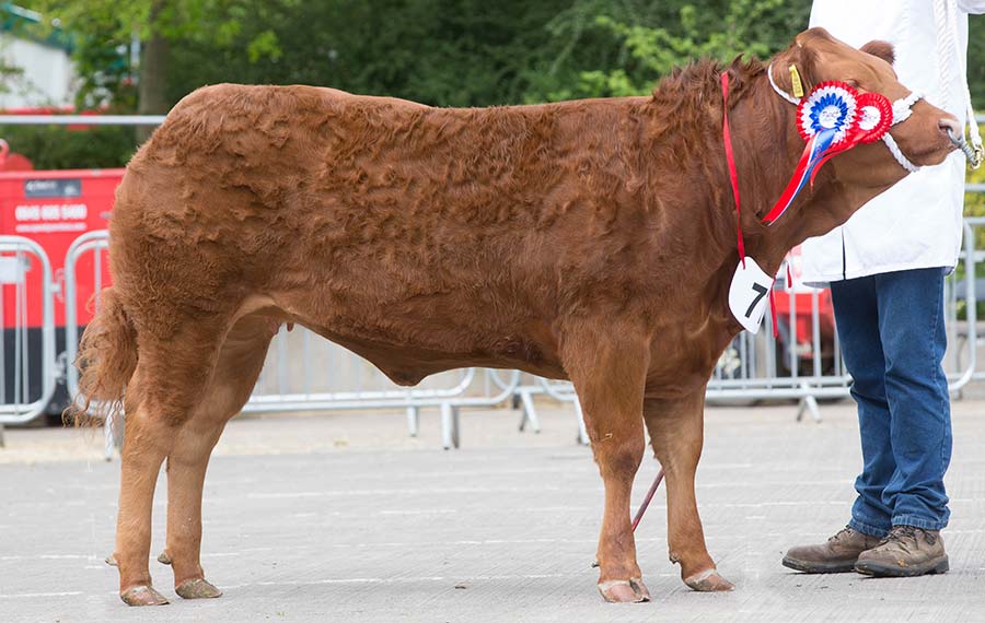 Heifer Champion