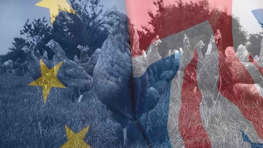 hens and EU flag composite image