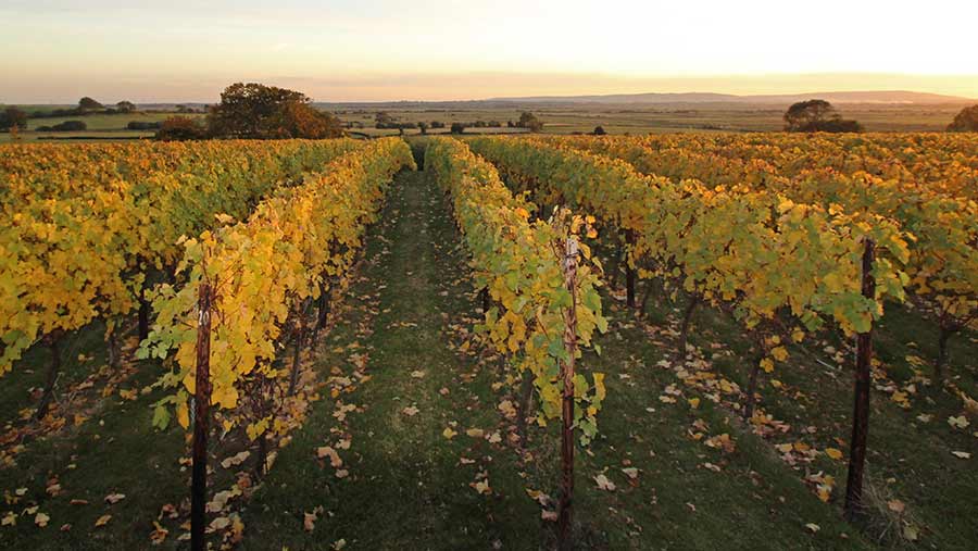 A vineyard - part of Henners Vineyard