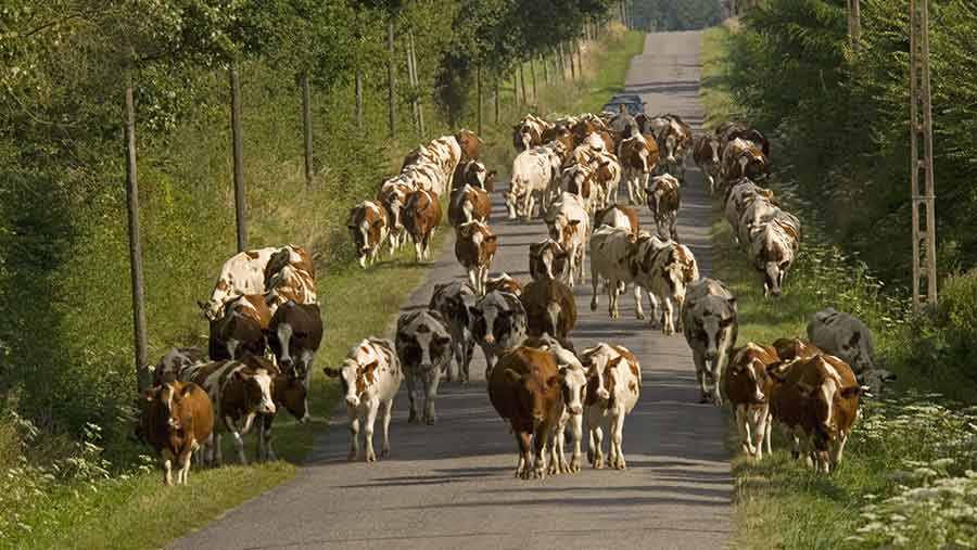 Domestic cattle, dairy herd being driven along rural road, near Mezieres, Brenne, France