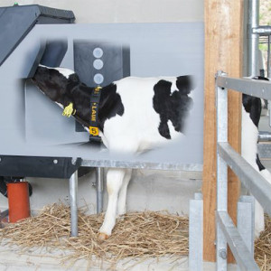 Holstein calf drinking, Holm and Laue