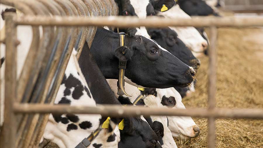 Holstein dairy cows eating TMR