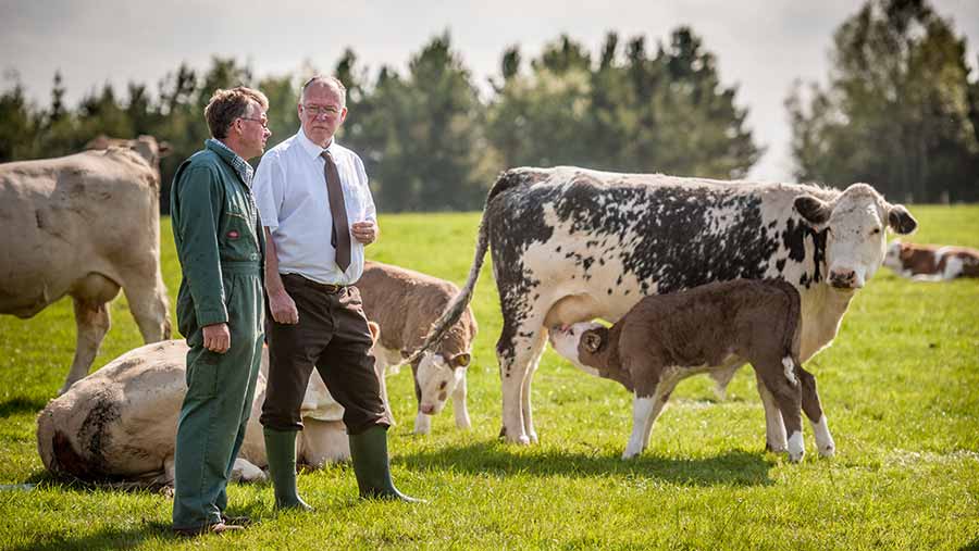 Ian Willison and Simon Marsh in a field with cows