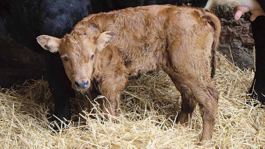 calf in shed