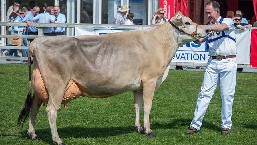 Potterswalls Action Daisybelle Ex94