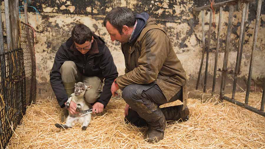 Farmer James Read helping a young farmer with a lamb