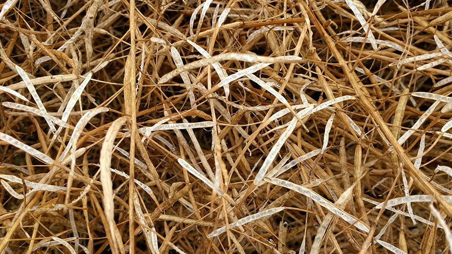 Close up of shattered oilseed rape pods