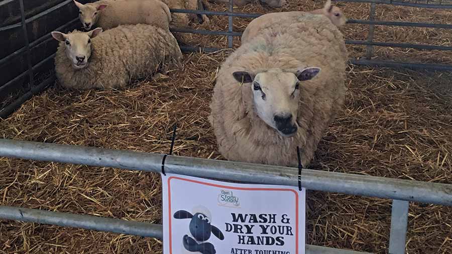 A sheep stands in a pen on the bars of a pen is a sign telling visitors to wash and dry their hands