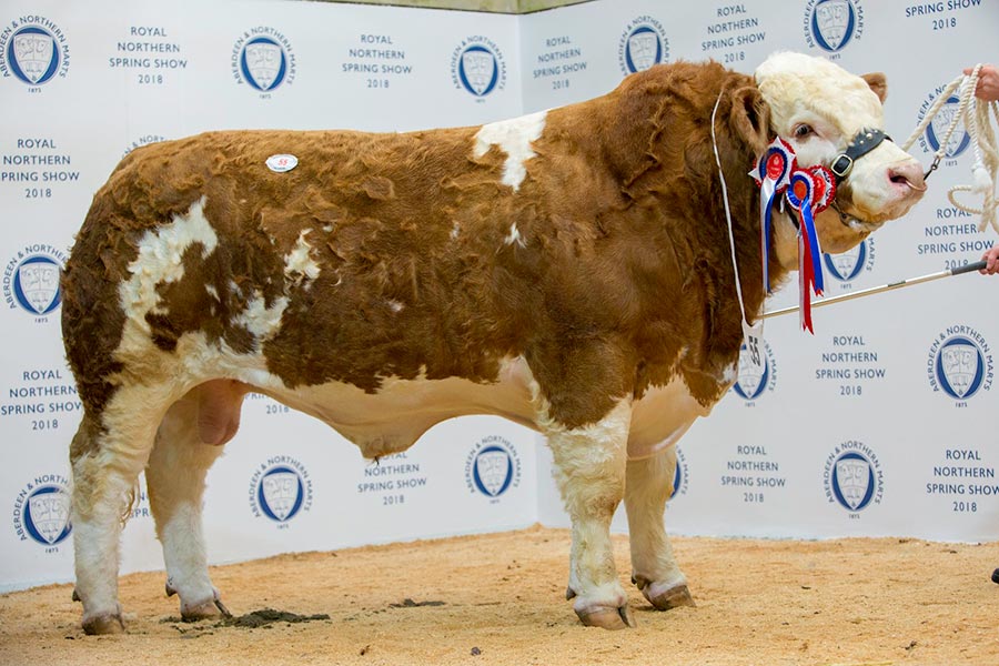 Simmental bull Blackford Hero