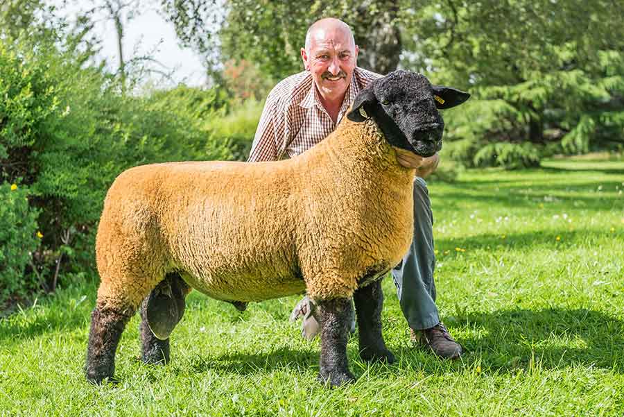 Suffolk ram lamb