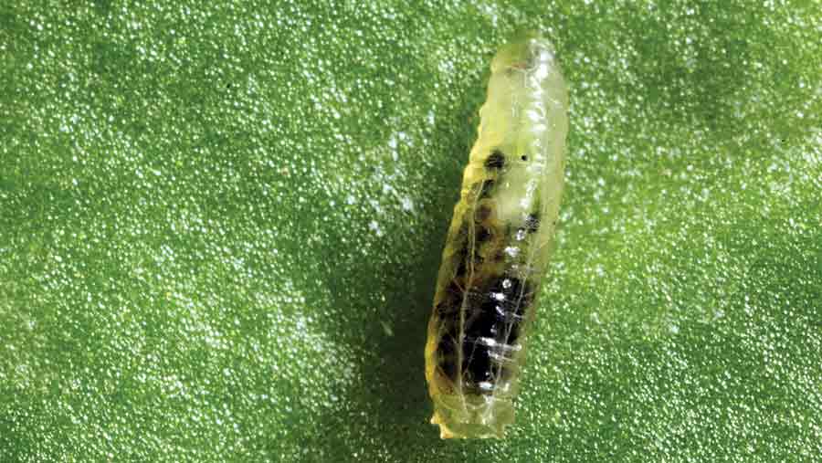Mangold fly larvae
