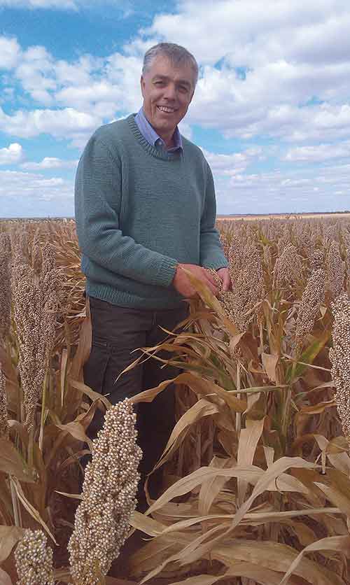 Lawrence-Richmond in wheat field