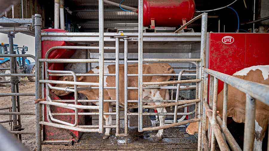 lely milking