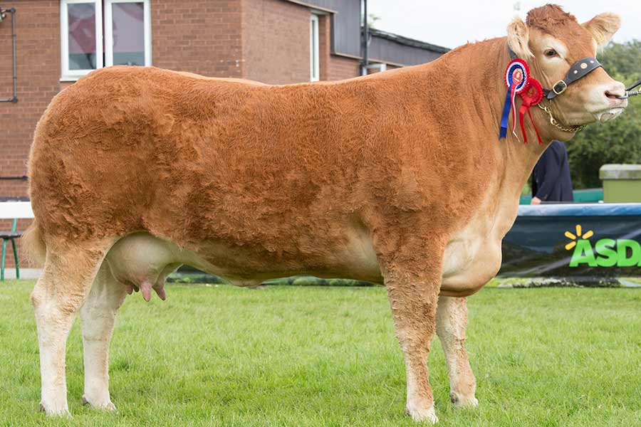 Limousin Overall Champion at Great Yorkshire Show