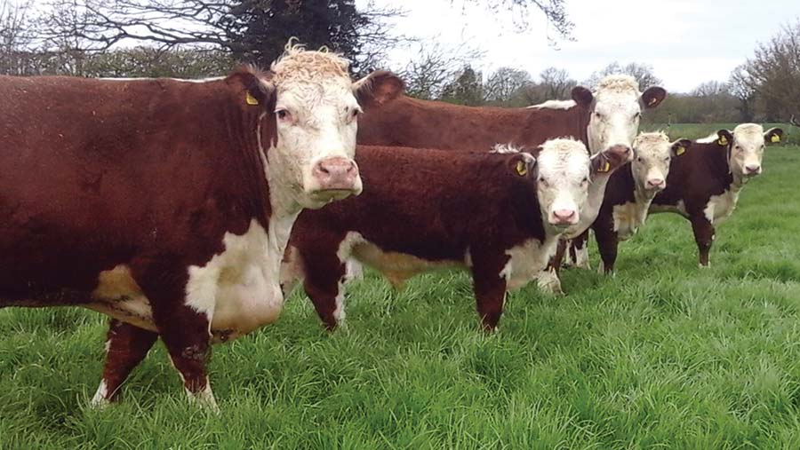 Hereford Cows