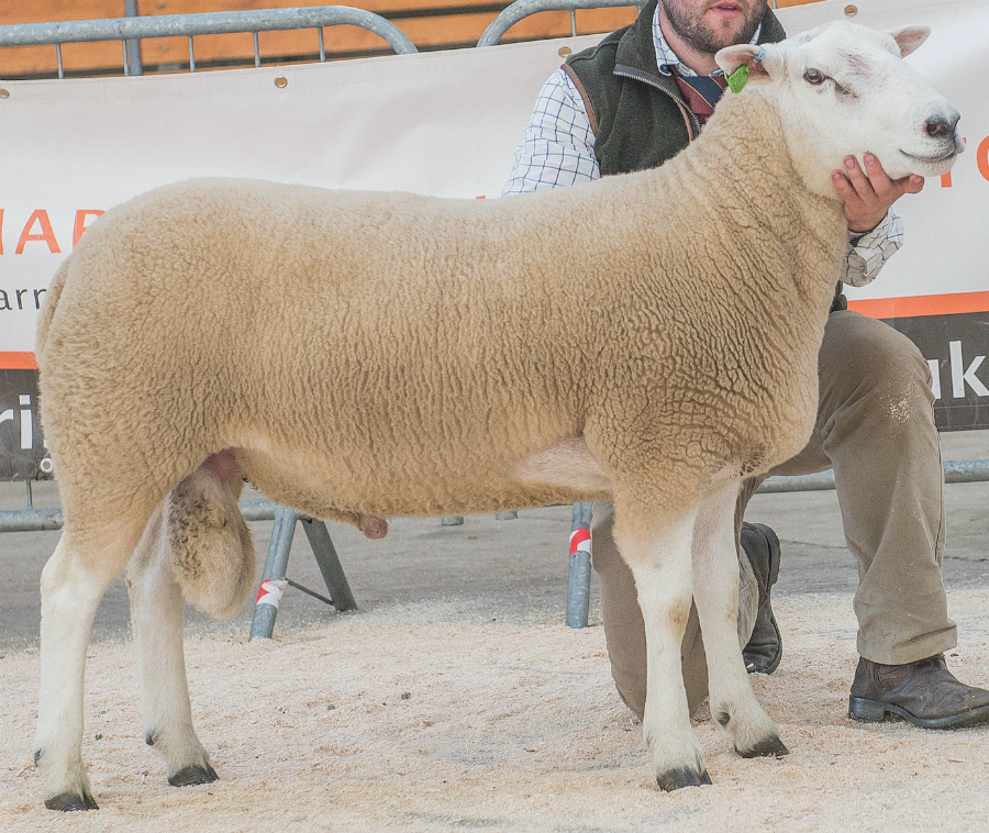 Lleyn prices topped at 7000gns for Whitlaw Europe from B Walling