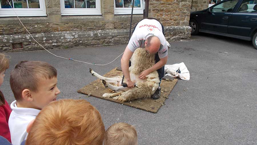 Greg Dalton demostrates clipping sheep