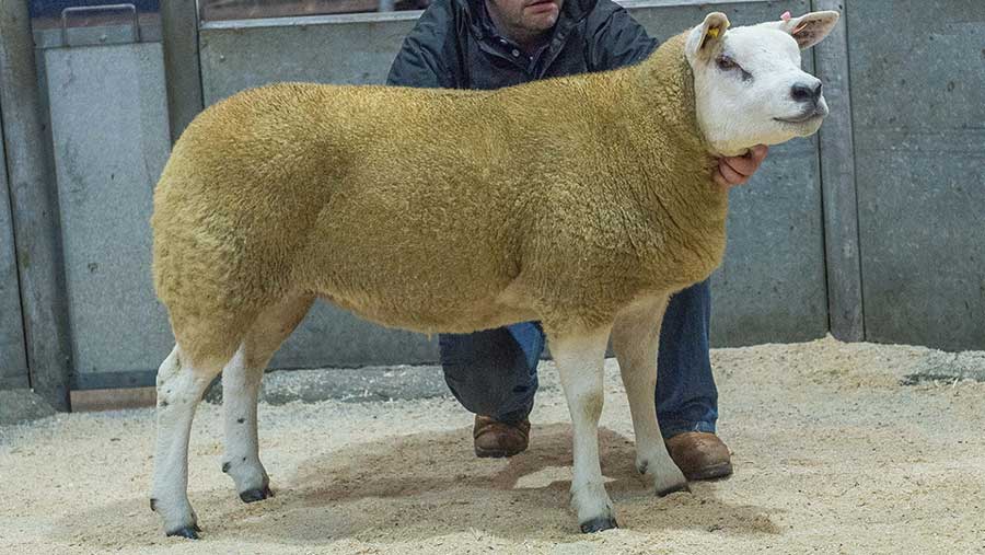 Texel gimmer