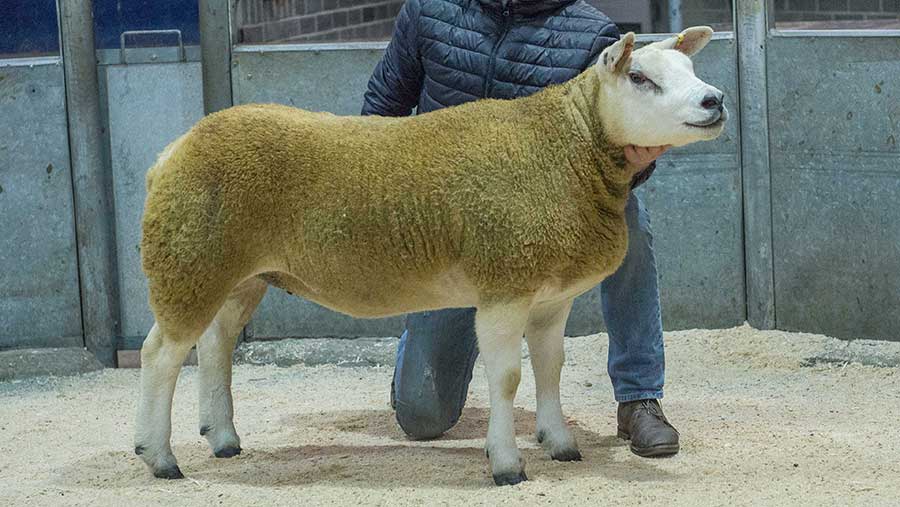 Texel