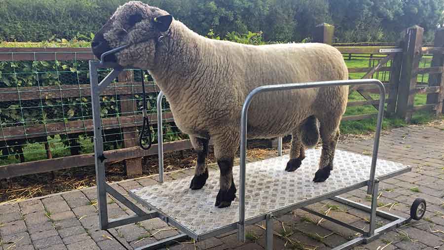 louise-van-geffen-show-sheep-trimmer