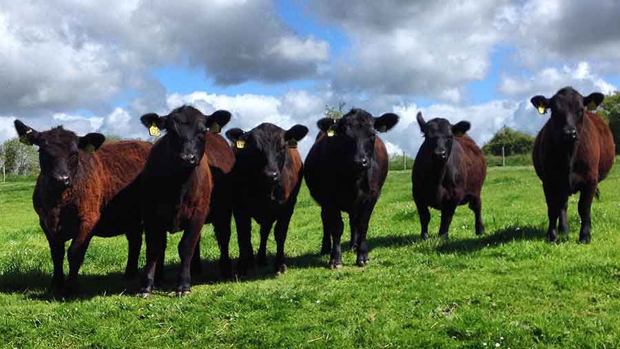 lowline heifers