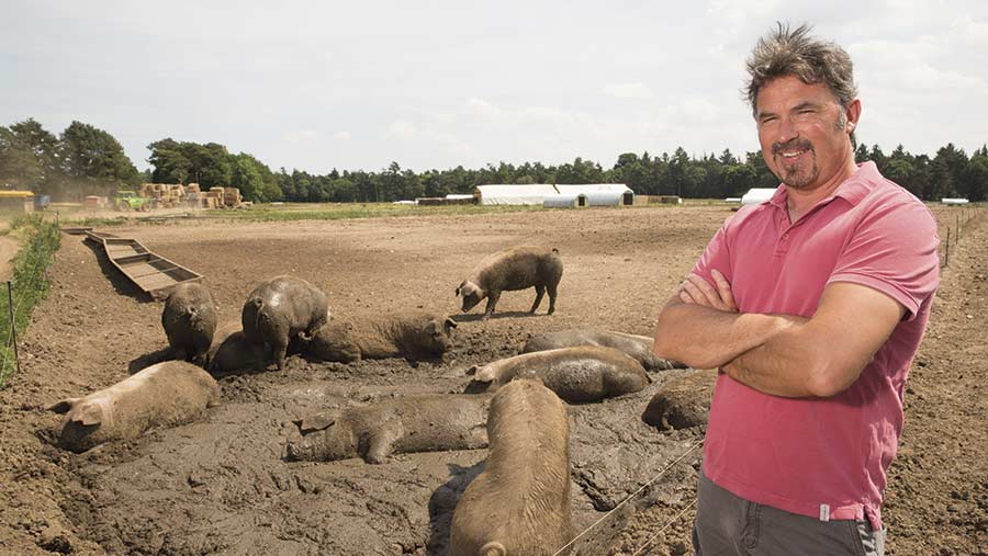 Guy King in a field with pigs