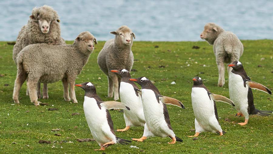 Falklands