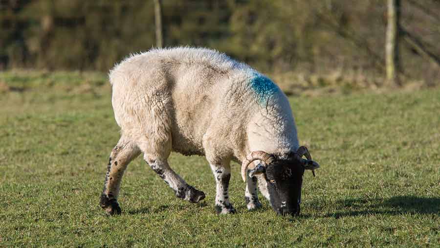 Lame sheep in a field