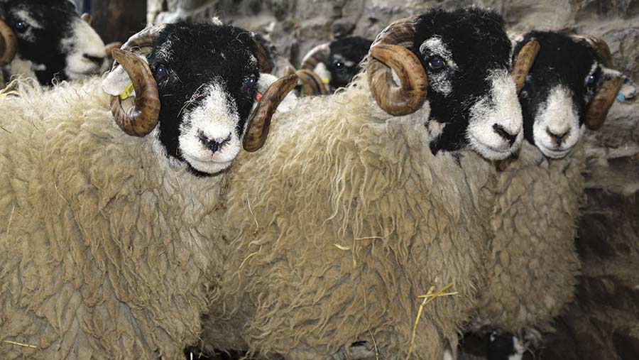 Farming on a remote Yorkshire livestock farm - Farmers Weekly