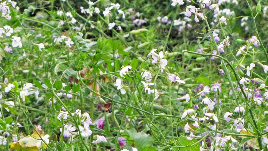 Wild flowers in eadland