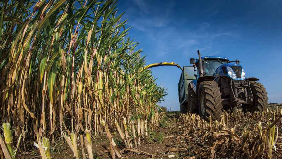 maize harvest
