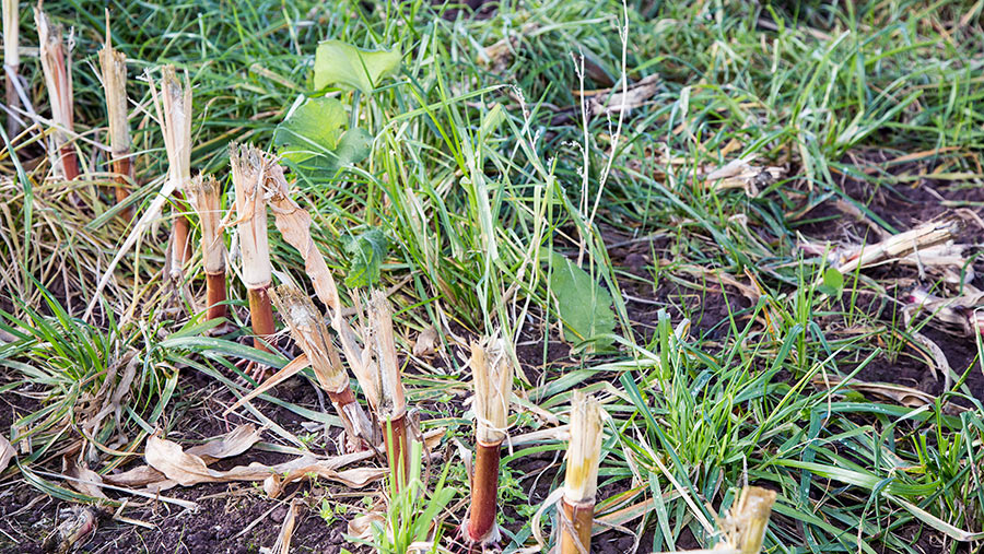 Maize stubble with undersown grass