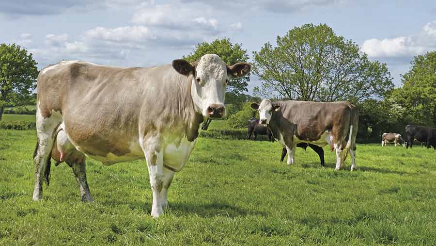 Manor-farm-beef-cows