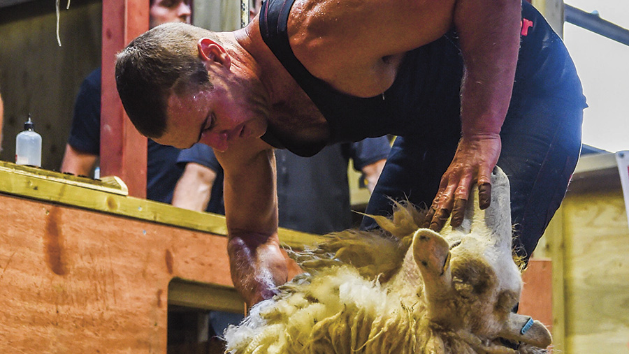 Matt Smith shearing a sheep