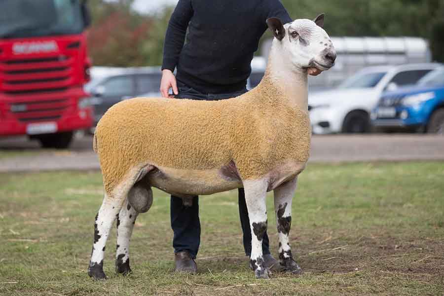 Midlock-BFL-at-£12,000