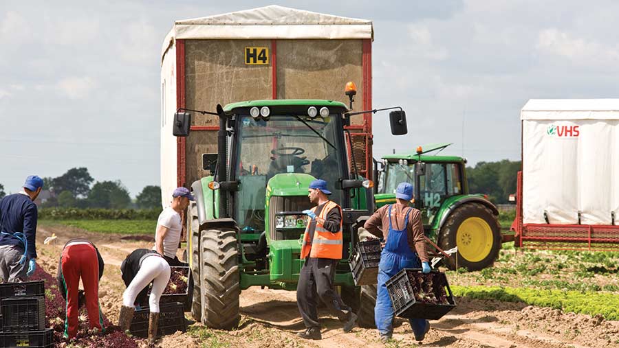 Migrant workers harvesting lettuce 
