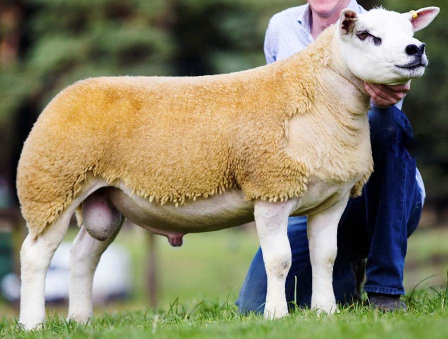 A texel sheep