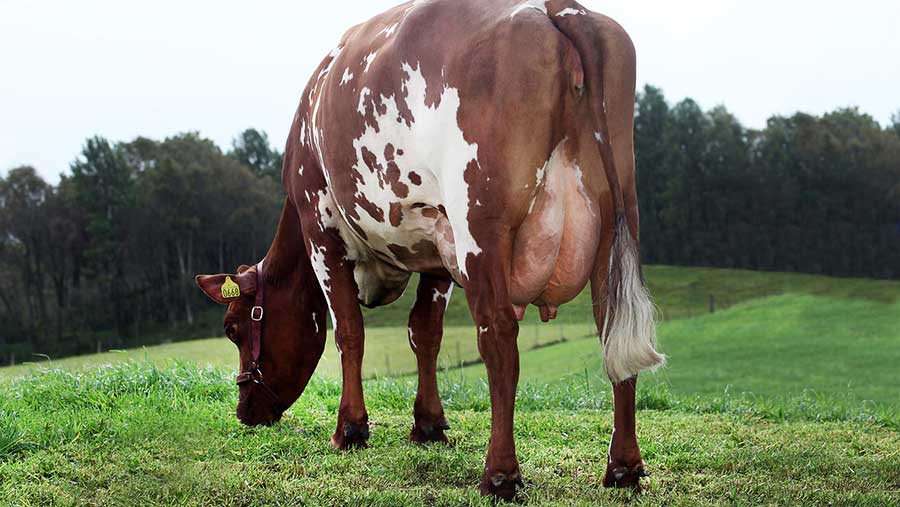 Norwegian dairy cow at pasture © Elisabeth Theodorsson