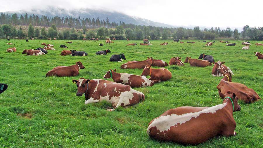 Norwegian dairy cows in pasture © Tine Arne Hagene