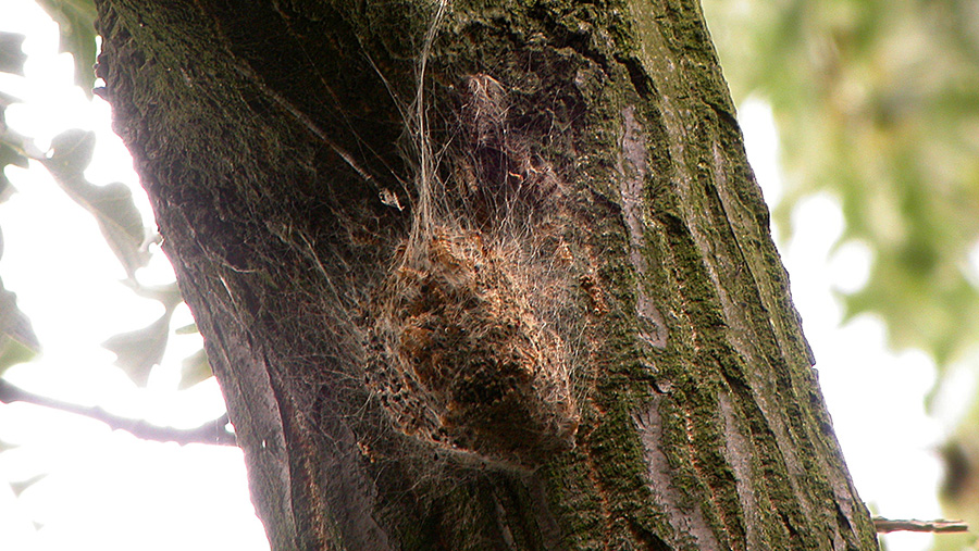 Oak processionary moth nest on a tree