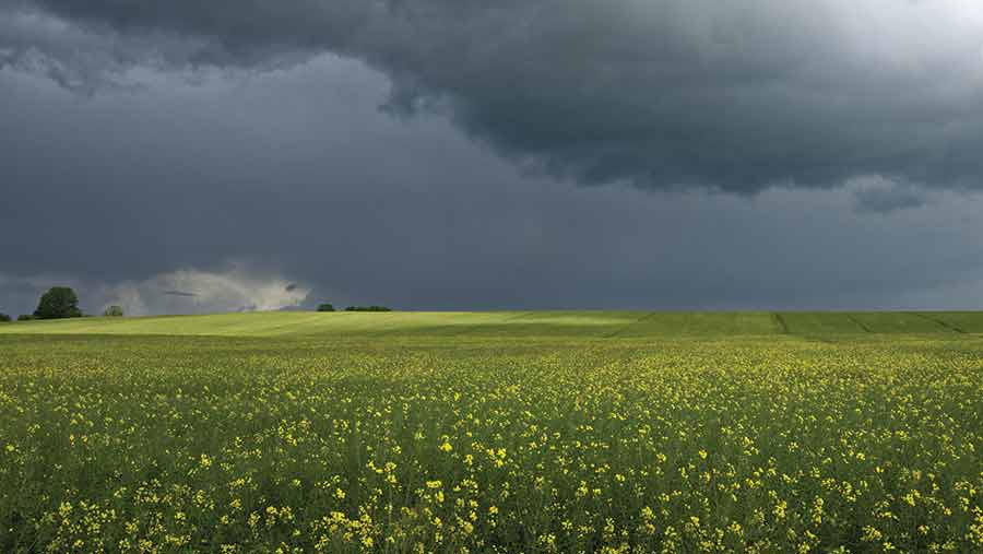 oilseed rape field under threatening sky
