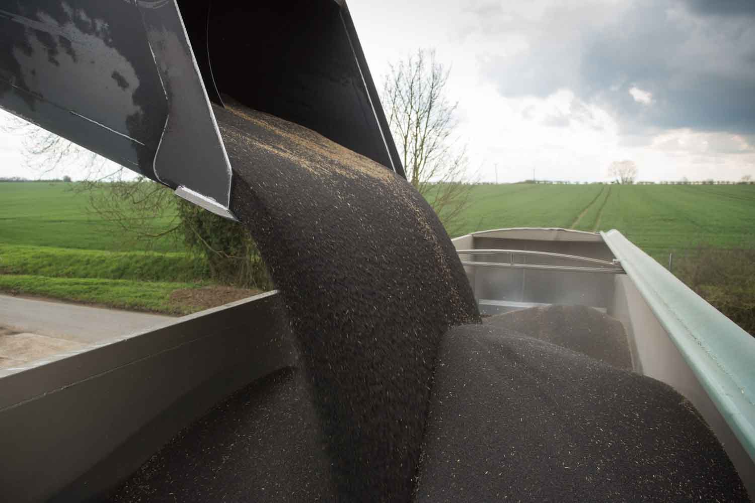 Tipping oilseed rape into a trailer