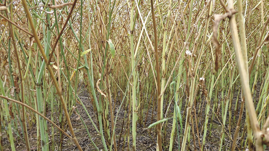 An oilseed rape crop hit by verticillium wilt