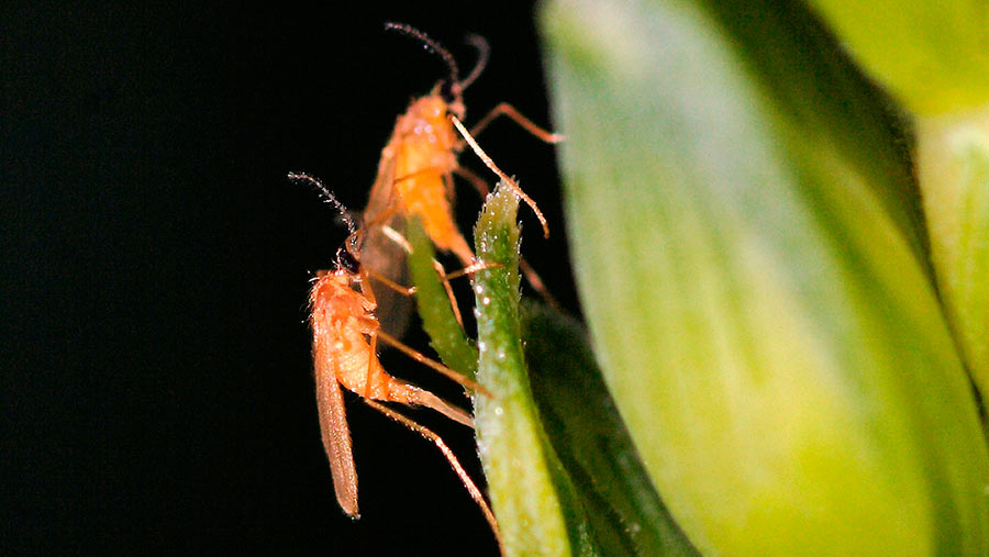 Orange blossom midges